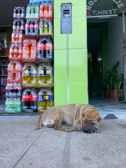A dog laying in front of a shop's soda display in Puerto Maldonado!